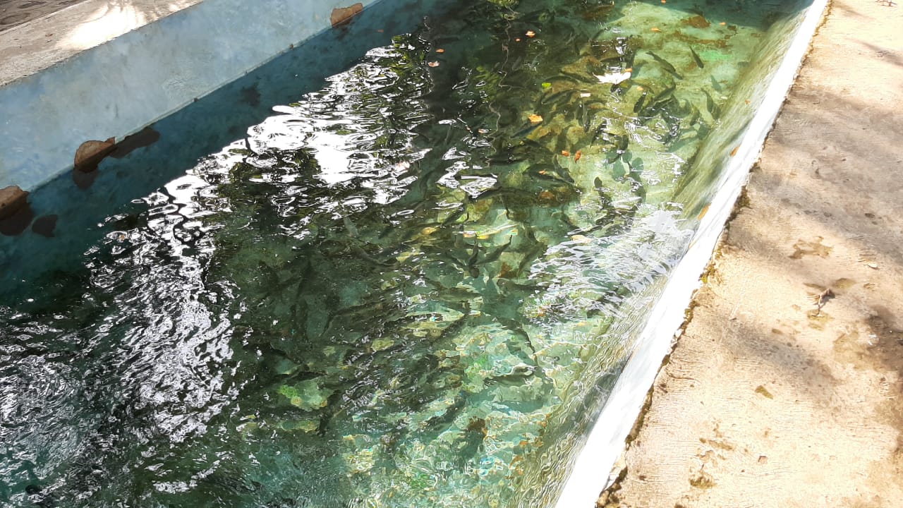 Criaderos de trucha reportan pérdidas económicas en el último cuatrimestre IMG-20210416-WA0058