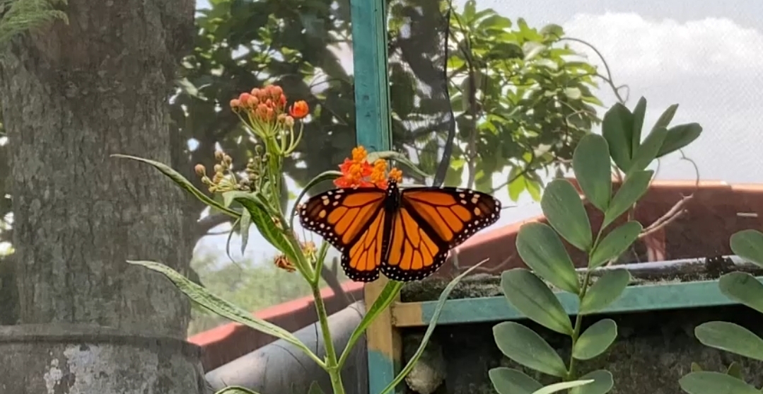Crean el primer mariposario en Xalapa para la conservación de 25 especies. IMG-20210424-WA0016