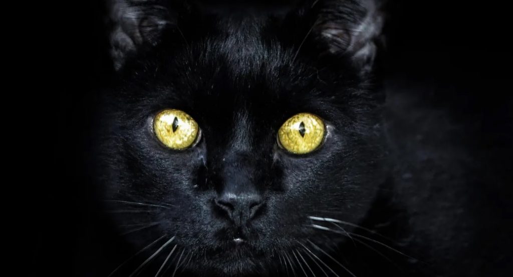 gato