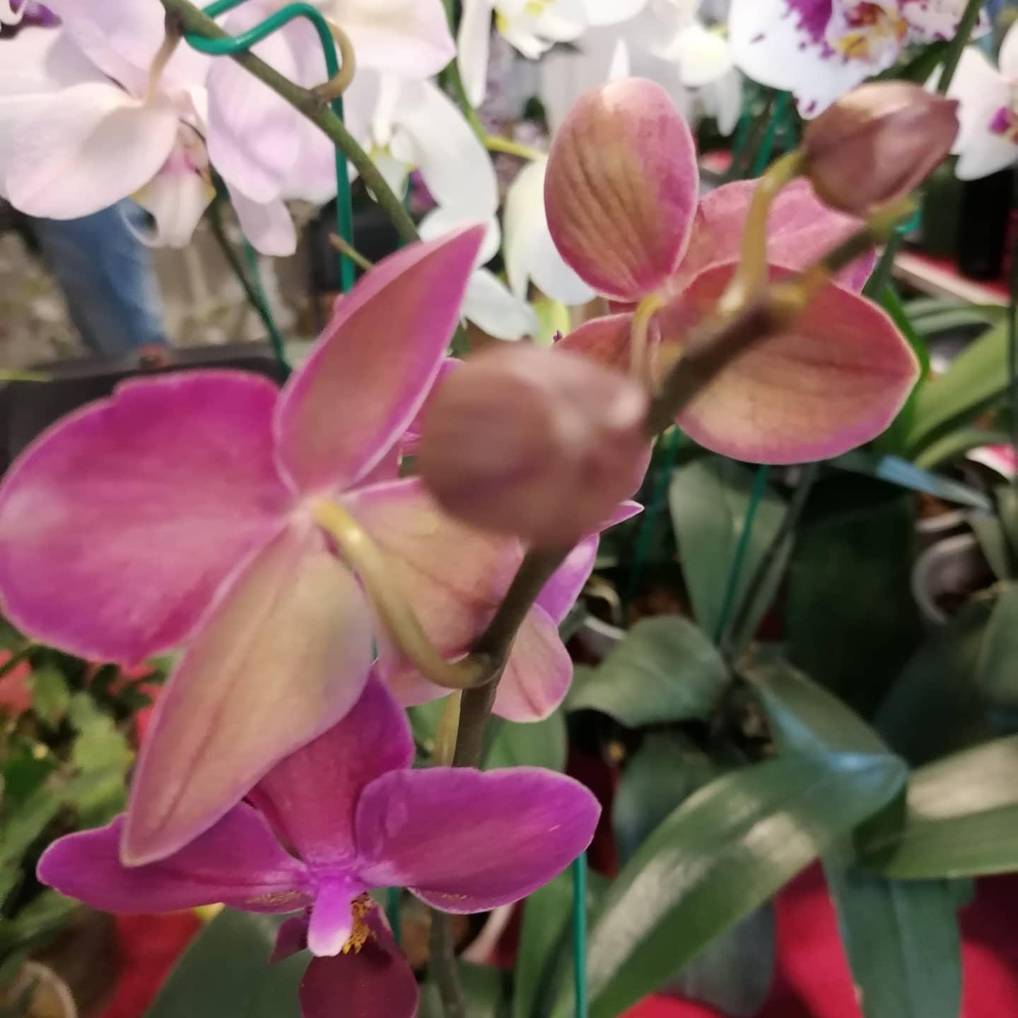 Un éxito el Festival Internacional de la Orquídea Orquídea