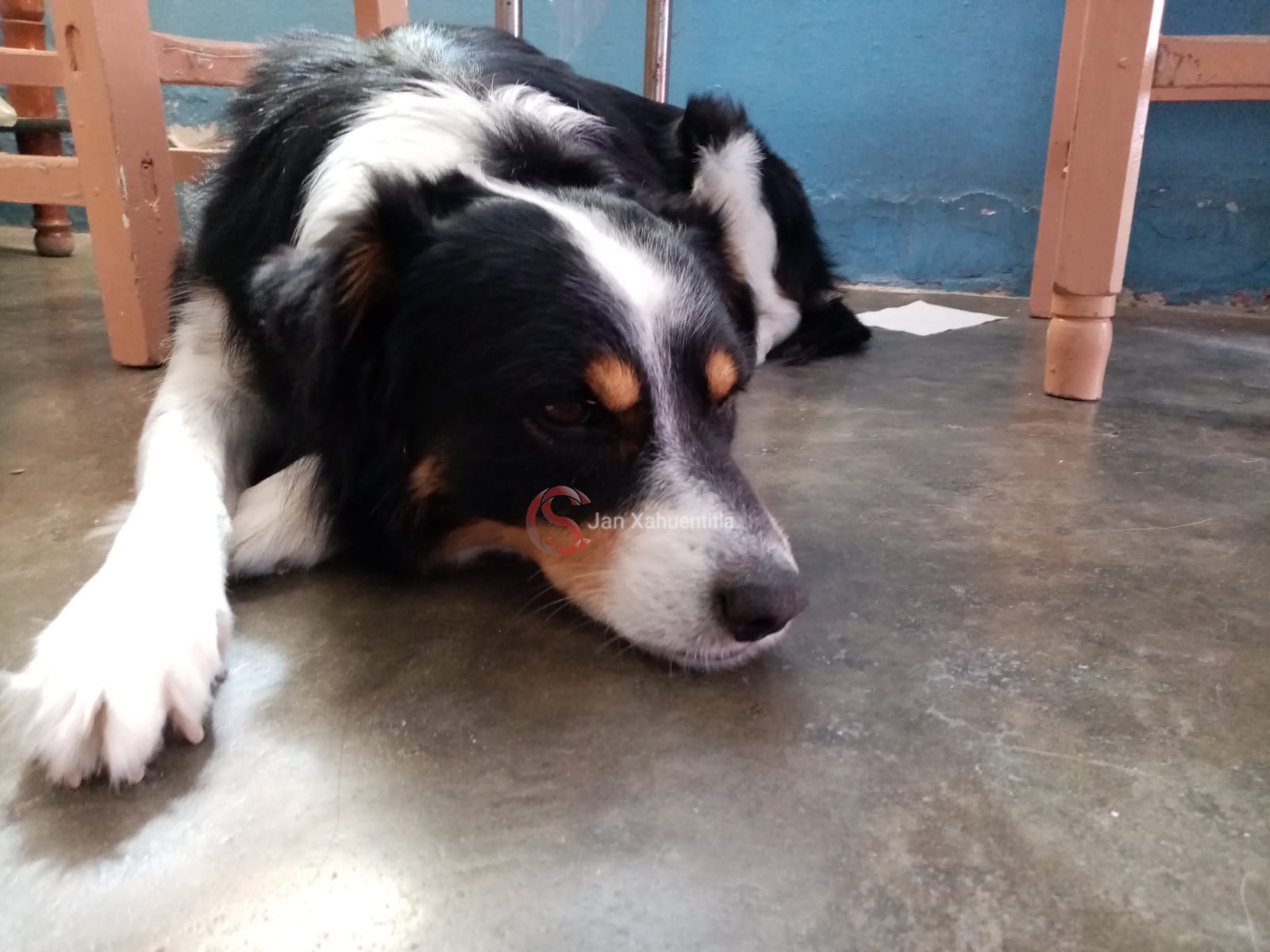 Proponen medidas para prevenir y erradicar la violencia contra los animales. perro