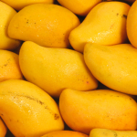 Actopan mantiene liderazgo en mango manila, pese a caída del 40% en su cultivo