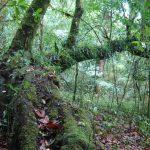 Envenenan el bosque de niebla: denuncian contaminación, enfermedades y desplazamiento en Veracruz