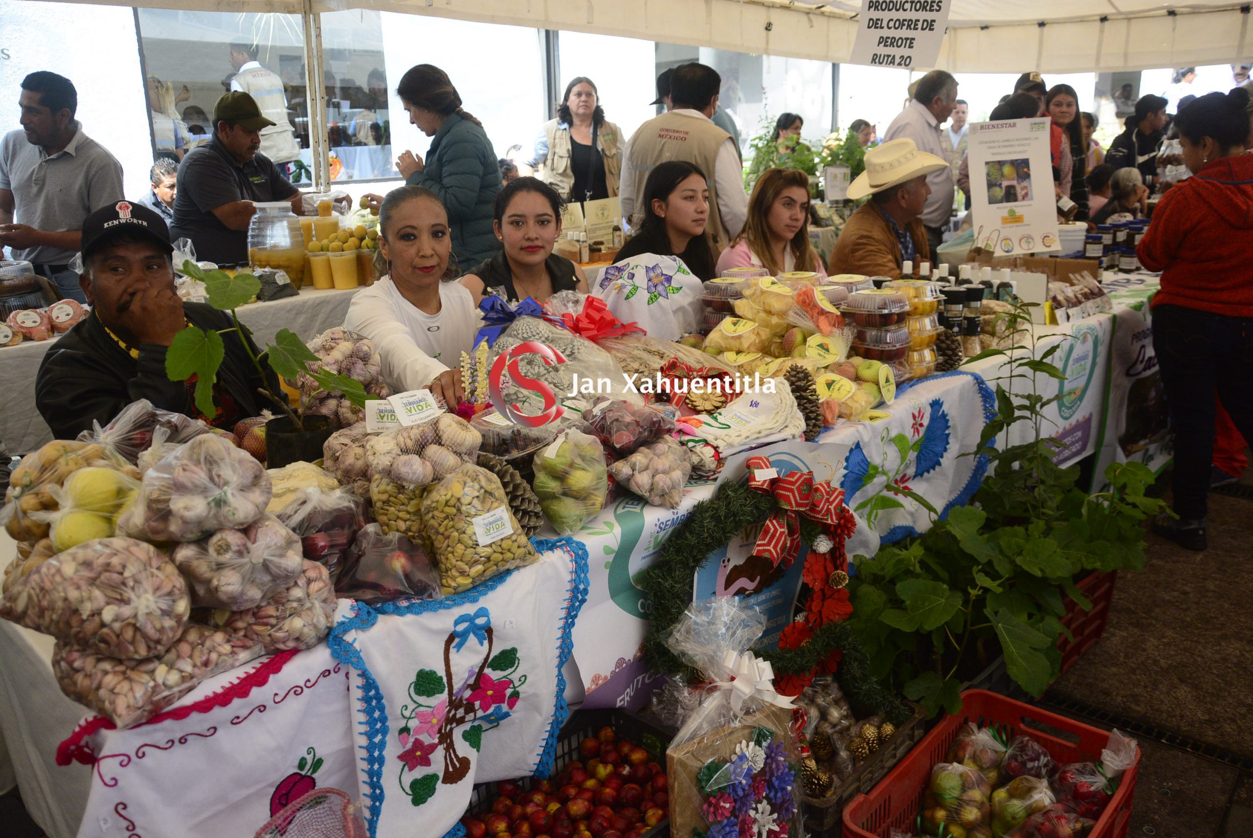 Sembrando Vida en Veracruz es igual a 165 mil hectáreas rescatadas con 214 millones de plantas Sembrando Vida