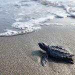 tortugas