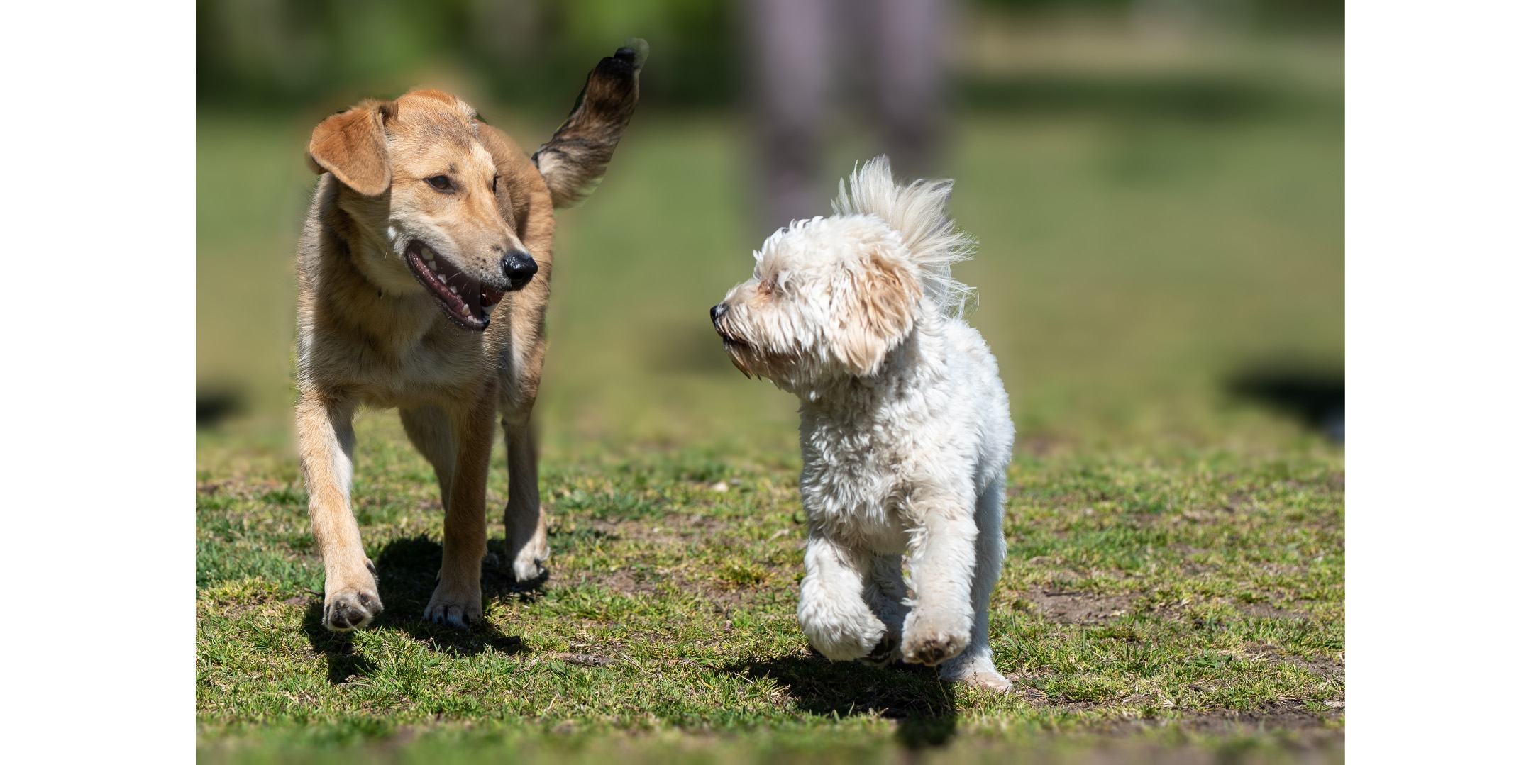 Se eleva hasta 80% los golpes de calor en mascotas perros