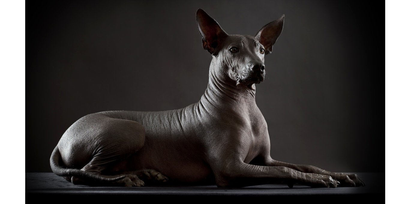 Impulsan reforma para declarar el 1 de mayo como “Día Nacional del Xoloitzcuintle” xoloitzcuintle