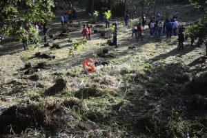 reforestación