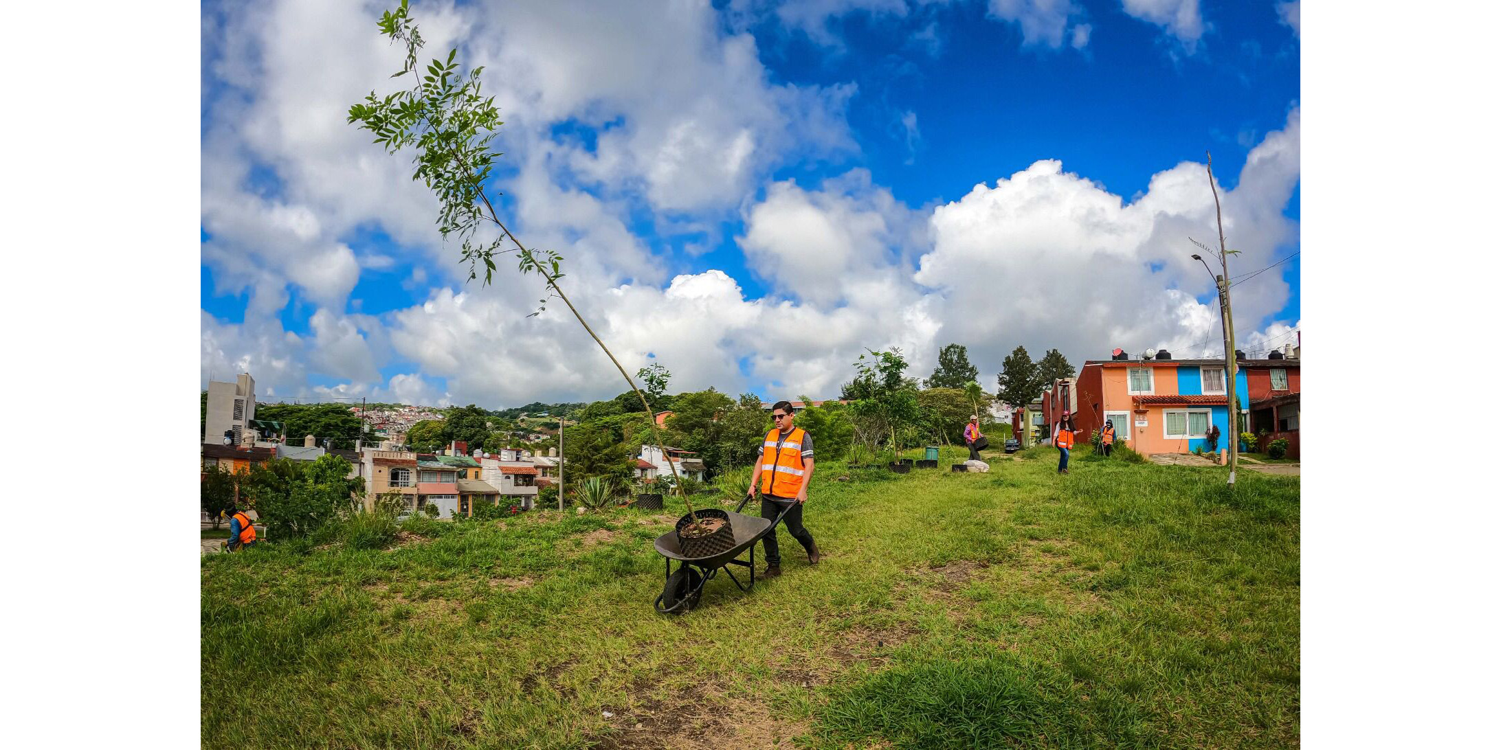 Continúan trabajos de limpieza y reforestación en áreas verdes de Xalapa reforestación