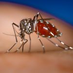 Veracruz arranca 2026 con 19 casos de dengue confirmados y sin defunciones