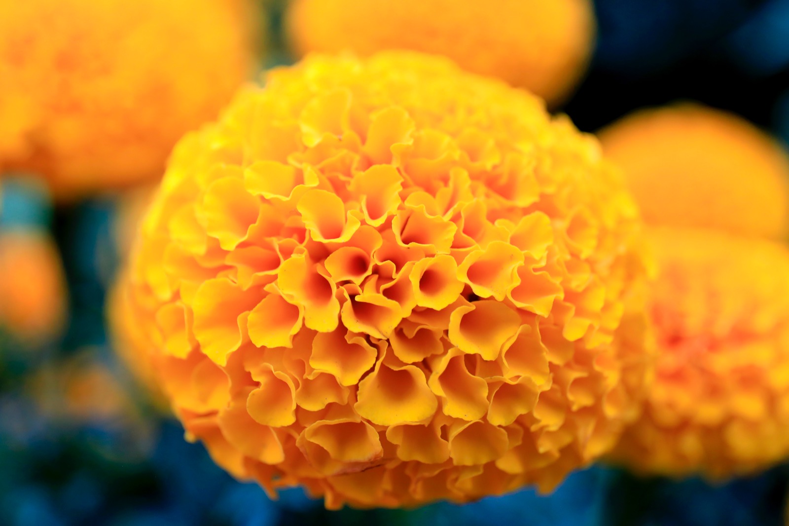 Invita Ayuntamiento al Mercado Ornamental Itinerante Flor-de-Muerto-2