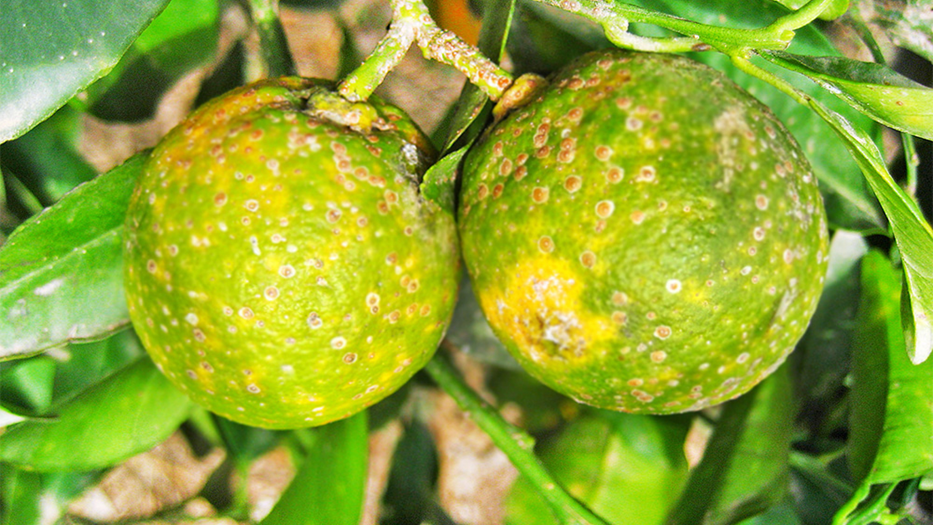 Urgen recursos contra plaga de dragón amarillo en norte de Veracruz dragón amarillo