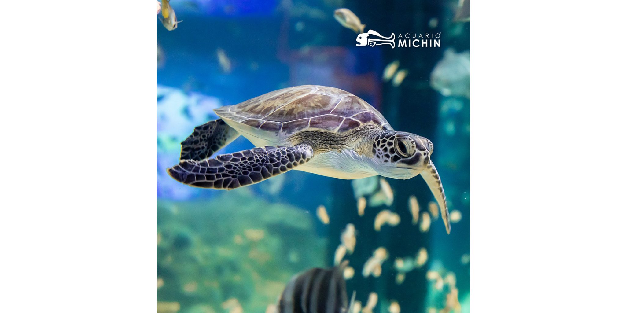 Se inaugura el nuevo Acuario Michin de la CDMX, el más grande de ...