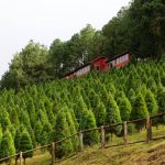 Diputado Paul Martínez exhorta a comprar árboles navideños naturales en sitios autorizados