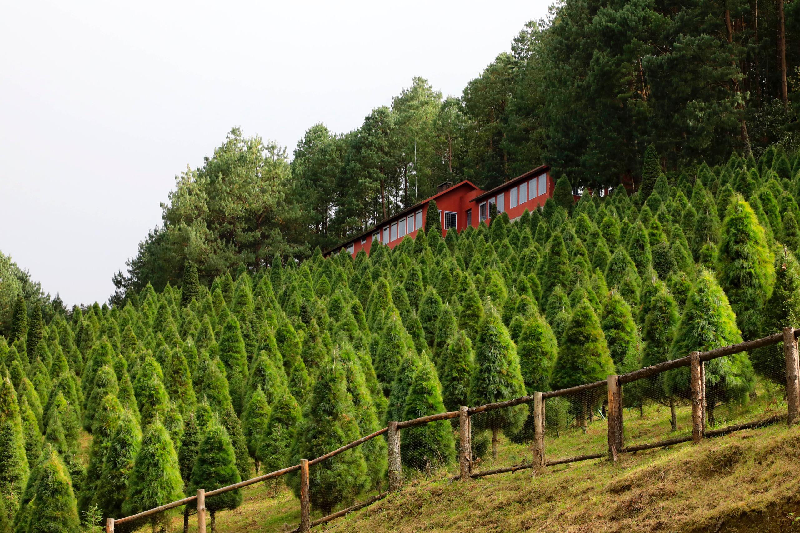 Emite PC recomendaciones por instalación de luces navideñas árboles de navidad