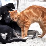 animales