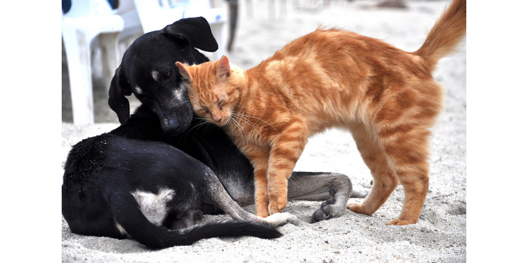 Impulsan iniciativa para expedir la Ley General en Materia de Bienestar, Cuidado y Protección de los Animales animales