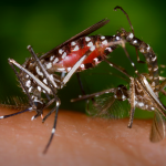 ¿Cómo elaborar un repelente natural para mosquitos?; descubre el truco casero