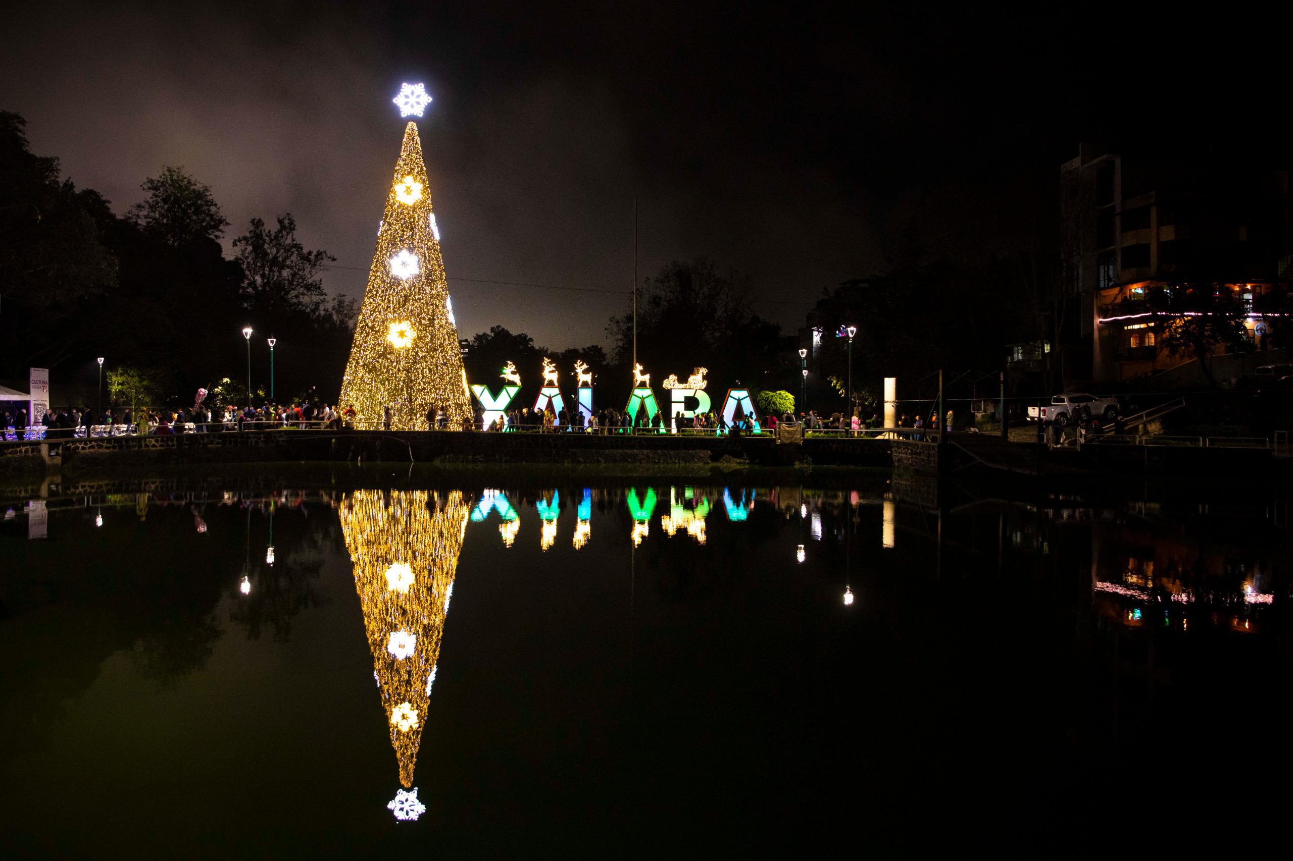 Presenta Ayuntamiento pino monumental en Los Lagos árbol navideño