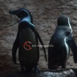 Invita Aquarium a disfrutar una experiencia única en Semana Santa