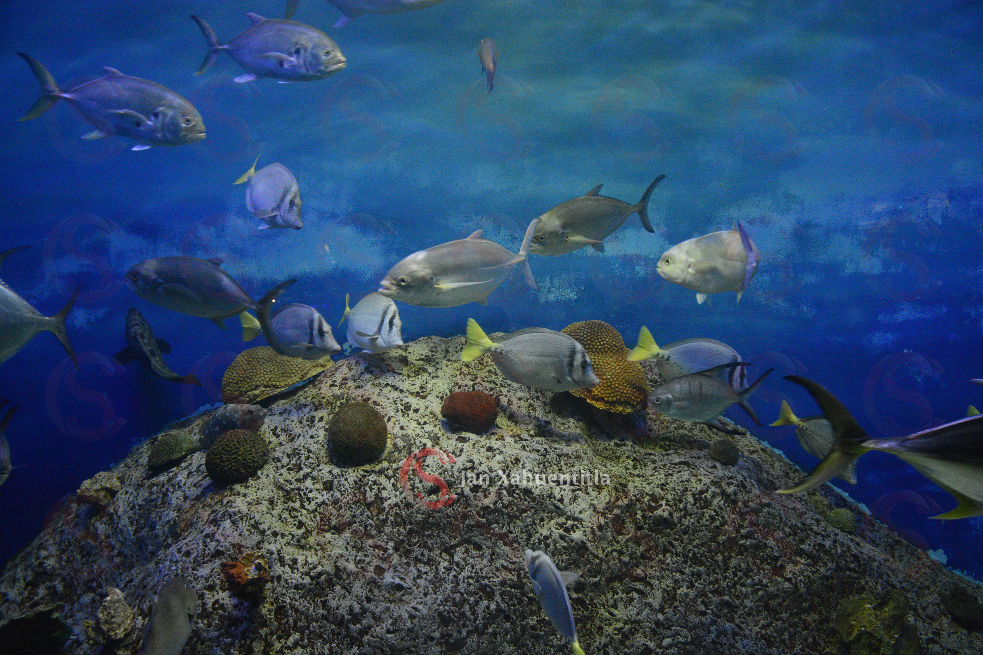 Aquarium de Veracruz