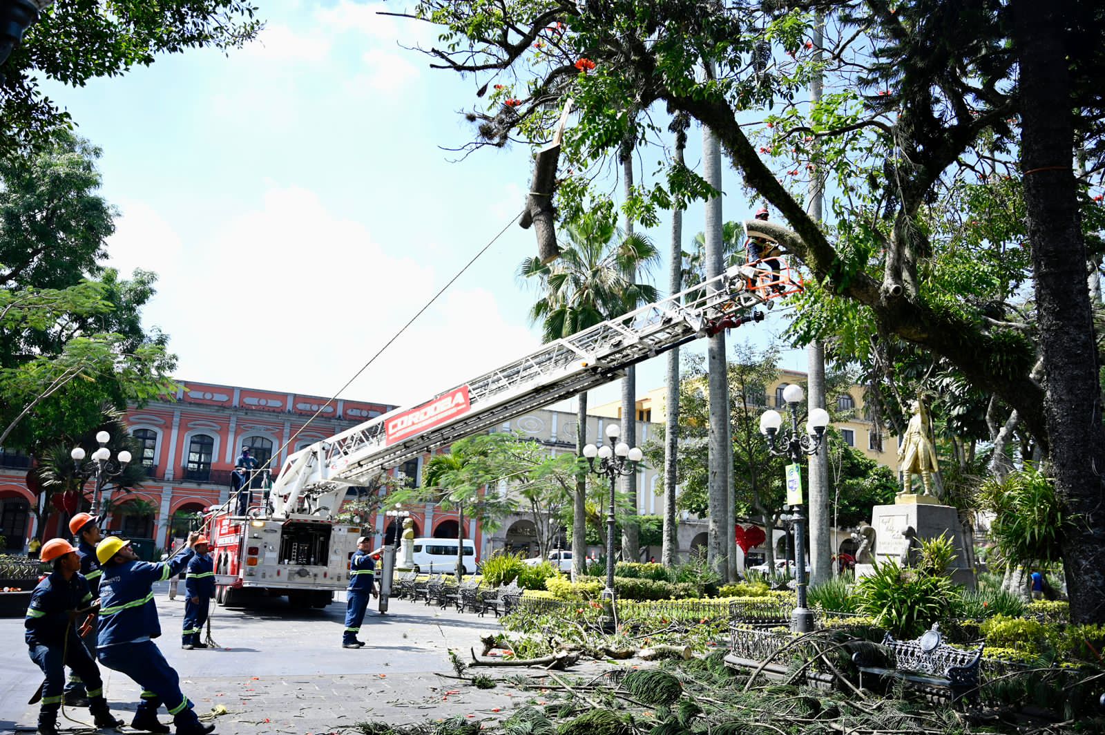 Poda de araucaria en el Parque 21 de mayo, necesaria para proteger a ciudadanos: Tayde González poda de árboles