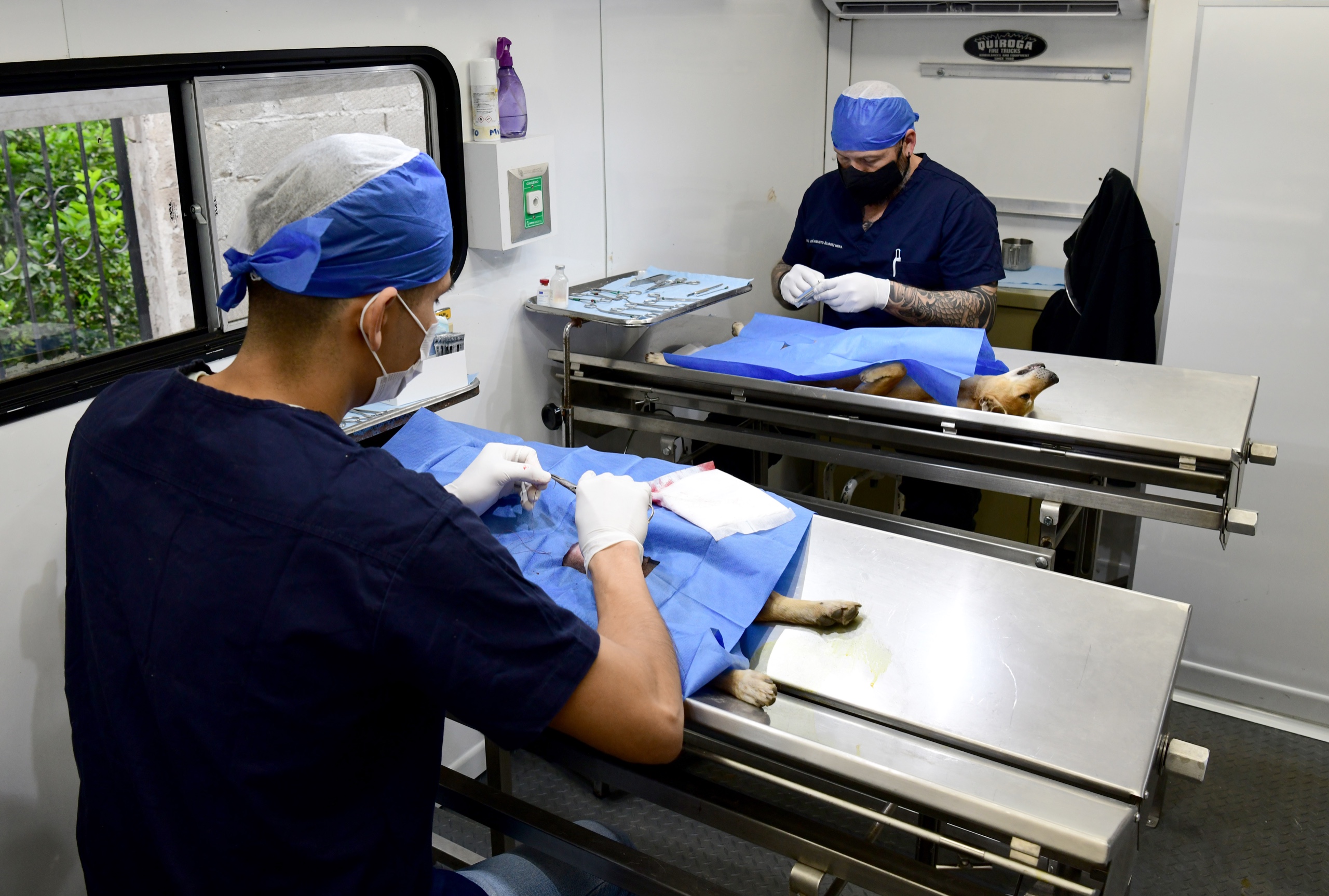 jornada felina y canina