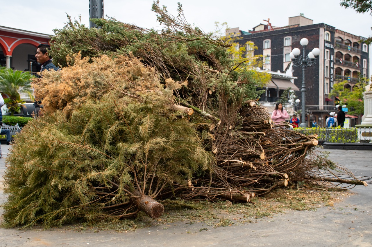 Inicia Sedema Eco Navidad 2025 con meta de más de 12 mil árboles reciclados reciclaje árbol