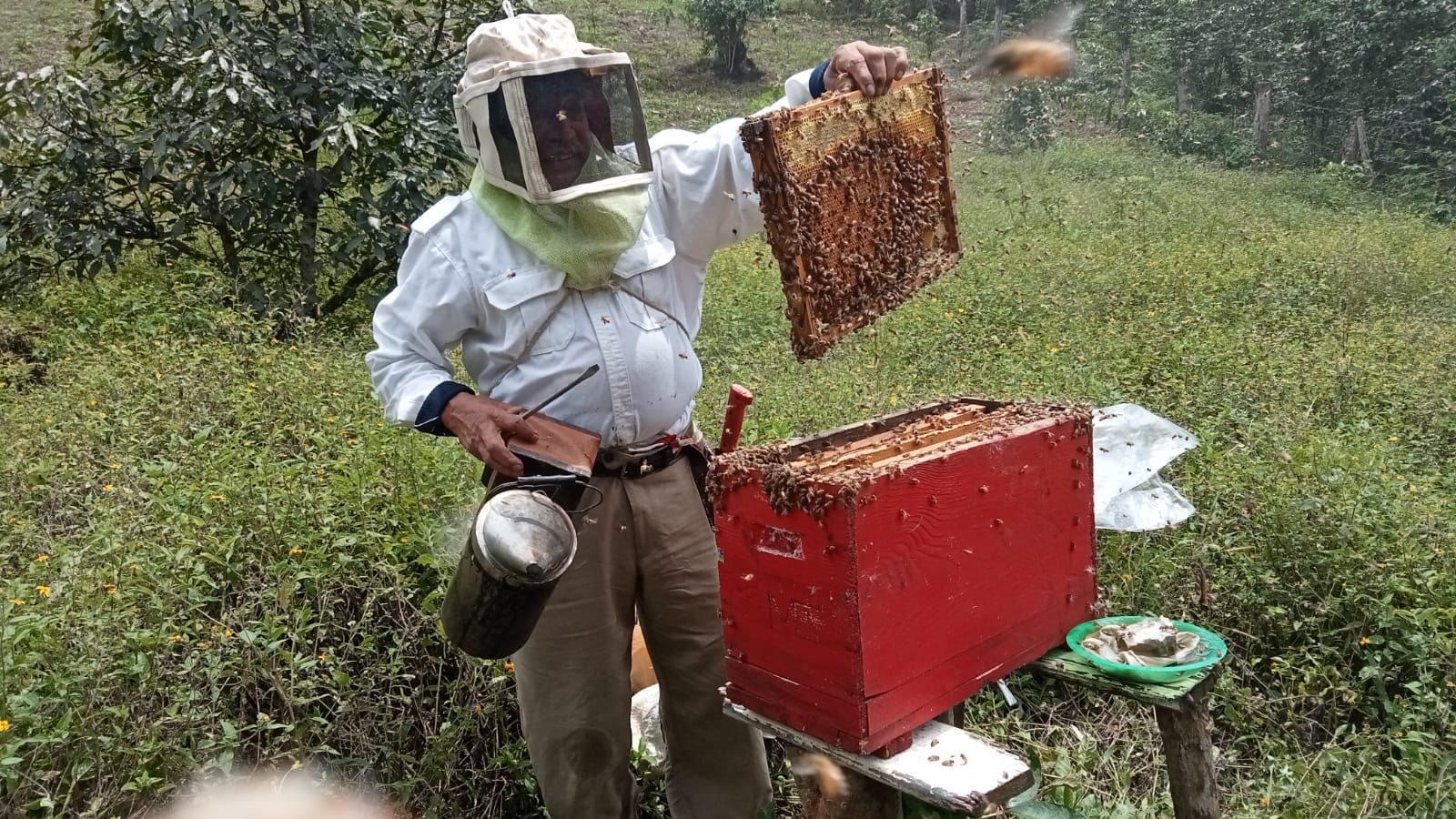 Disminuye reportes de presencia de colmenas y enjambres de abejas: Protección Civil abejas
