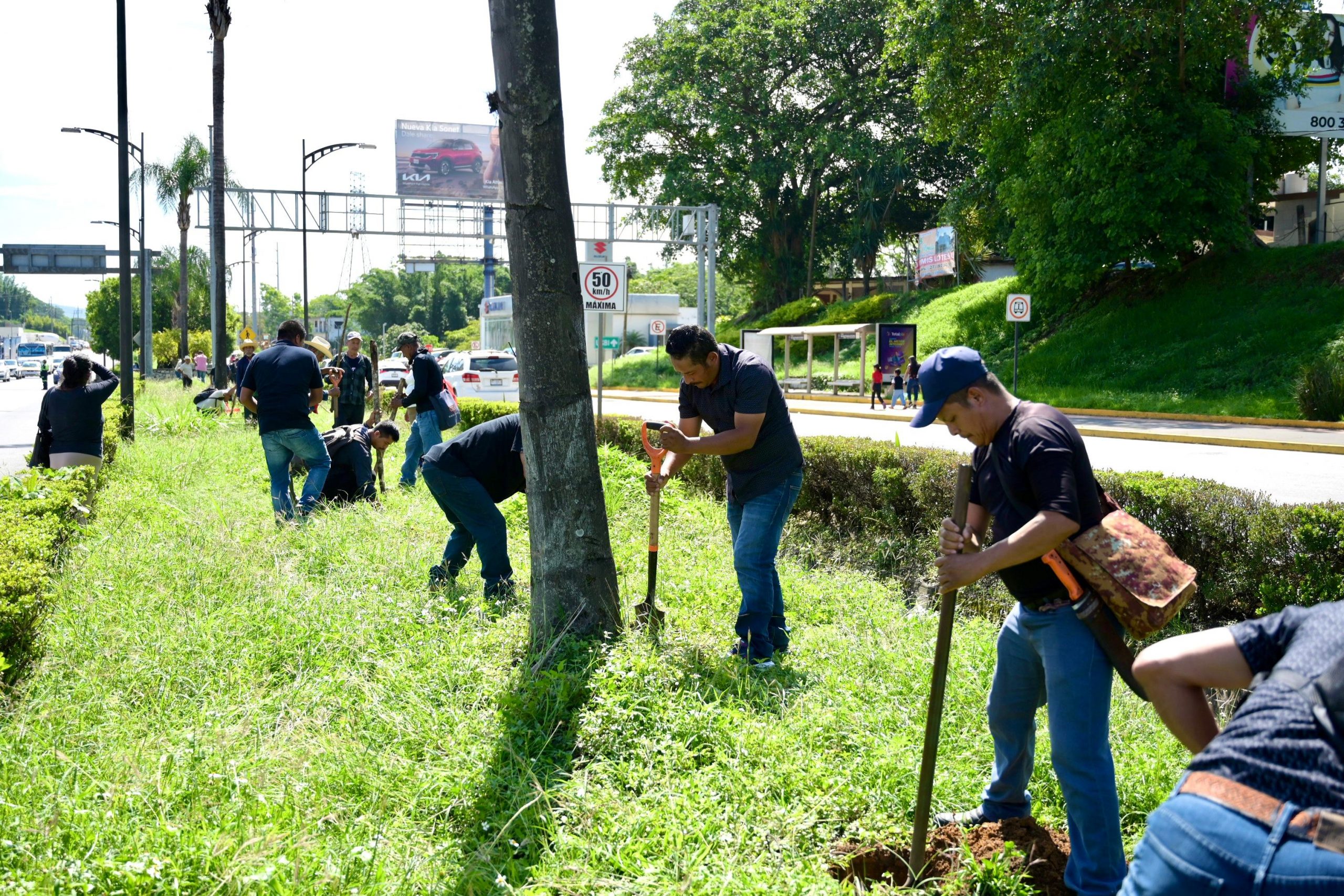Campesinos del programa ‘Sembrando Vida’ reforestan el bulevar Tratados de Córdoba cordoba sembrando