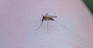 Dengue