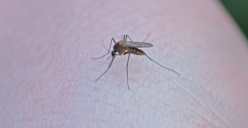 Dengue