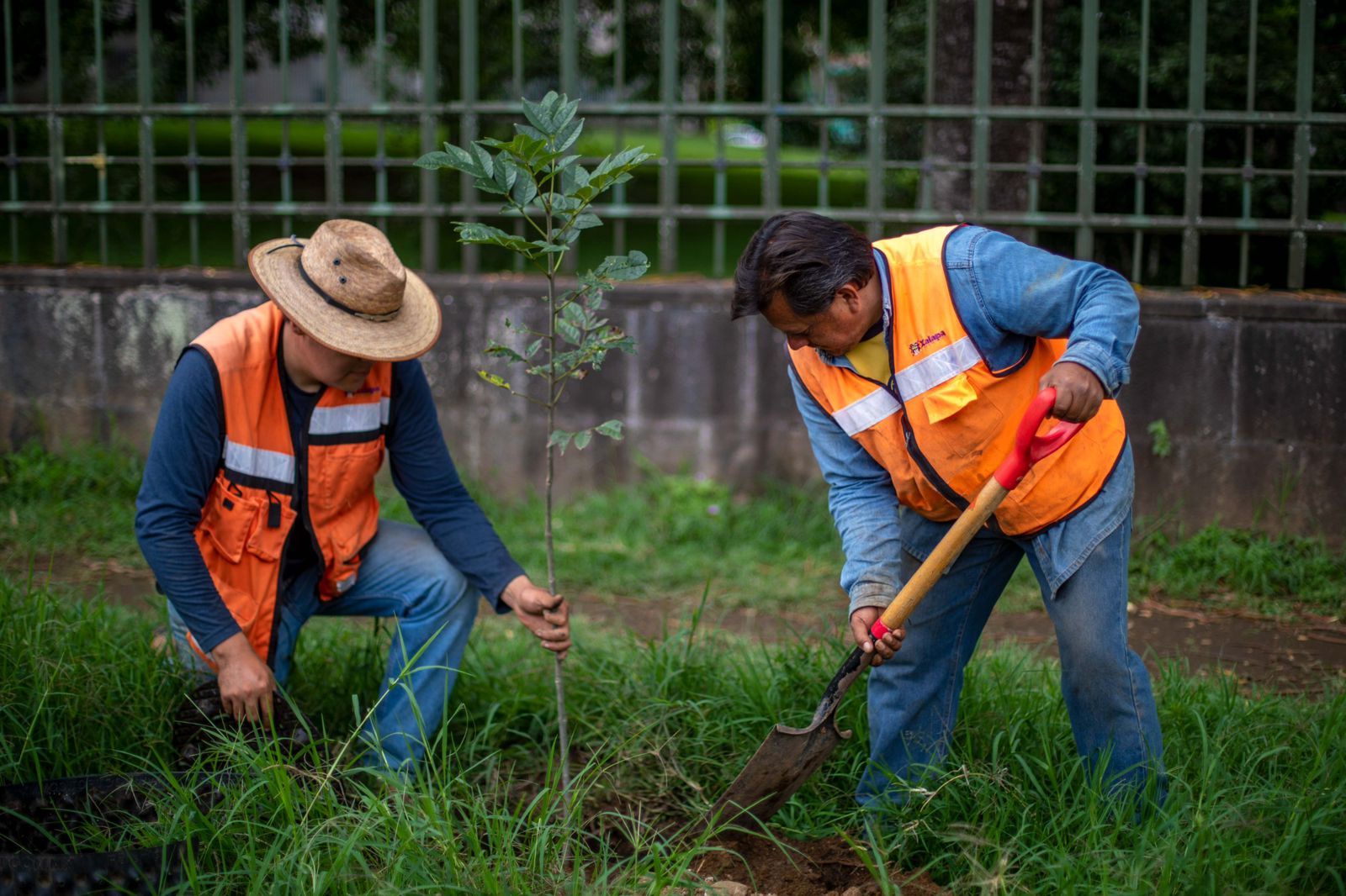 reforestacion xalapa