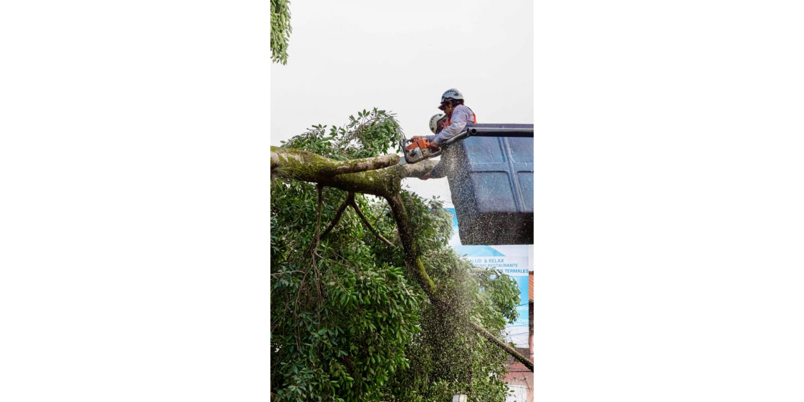 Retiro de Haya, por seguridad de la población árbol de El Haya