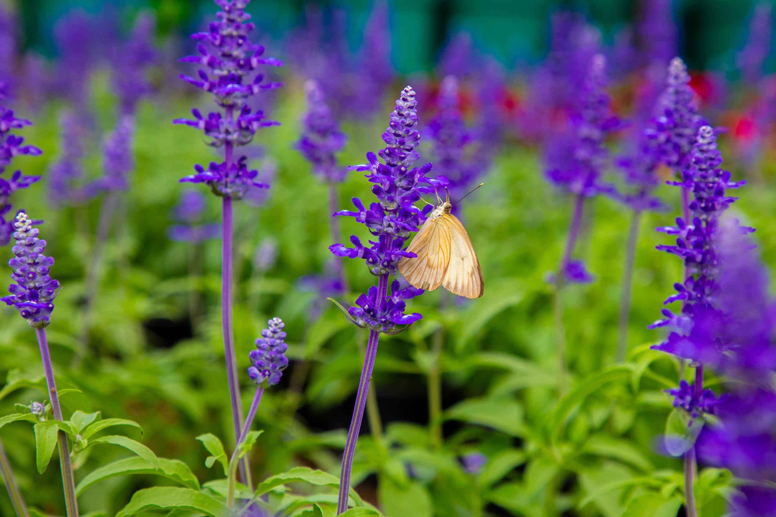Invita Ayuntamiento de Xalapa a “Expo Flores de Verano” flores
