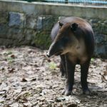 Gobierno de Cuitláhuac García deja como legado el primer santuario de vida silvestre, Naturalia