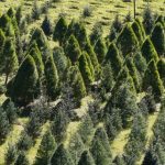 Primer corte legal de árbol navideño fortalece la silvicultura sustentable