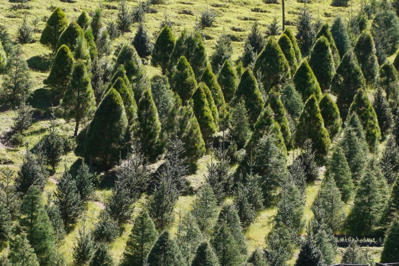 Se realizó el corte del primer árbol de Navidad con la campaña "Corta legal" árbol de navidad