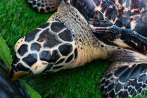 Tortuga