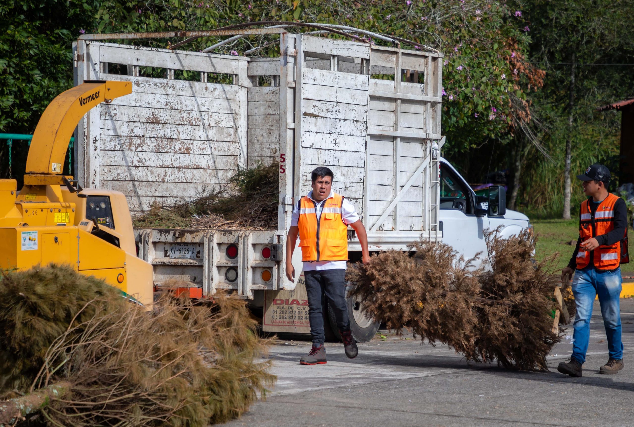 Impulsa Ayuntamiento reciclaje de pinos navideños reciclaje pinos