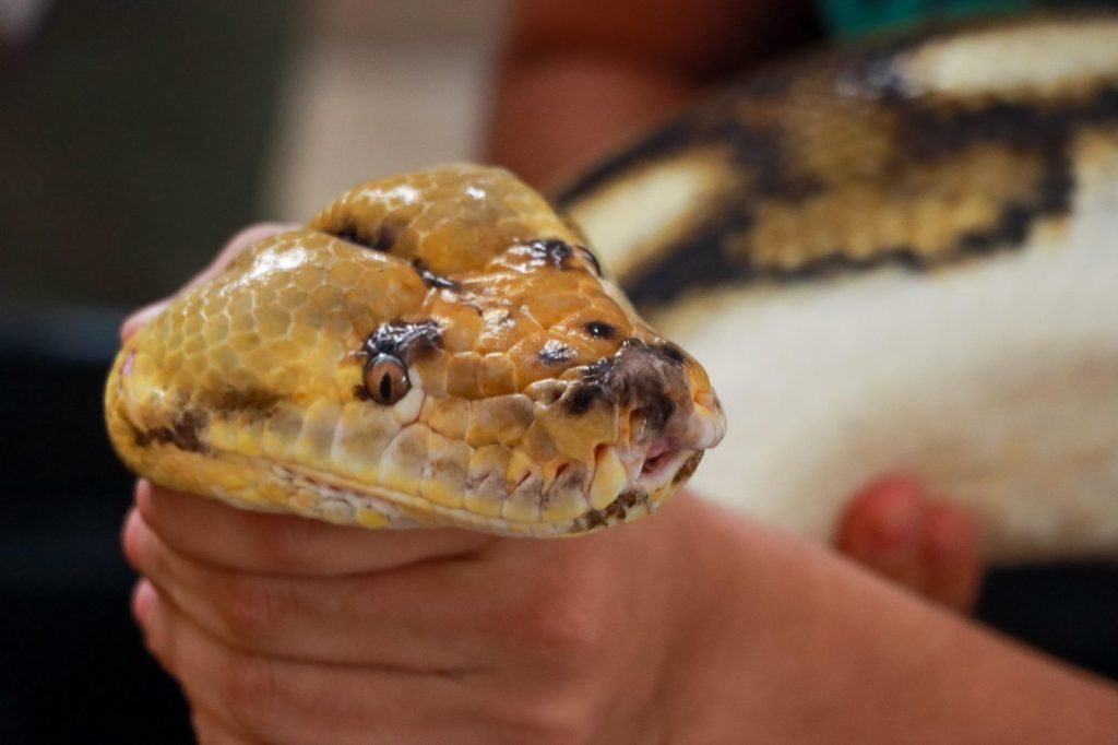 pitón-serpiente