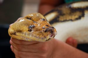 pitón-serpiente