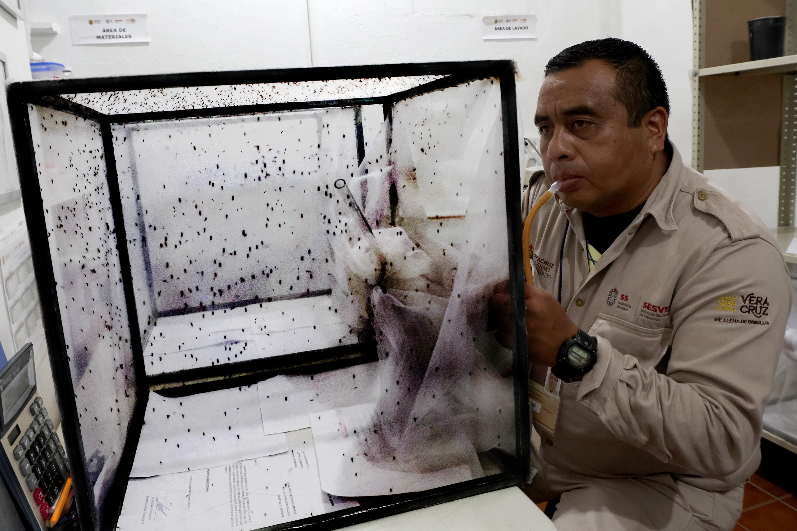 Gobierno de Estado intensifica medidas contra el mosquito trasmisor del dengue Dengue