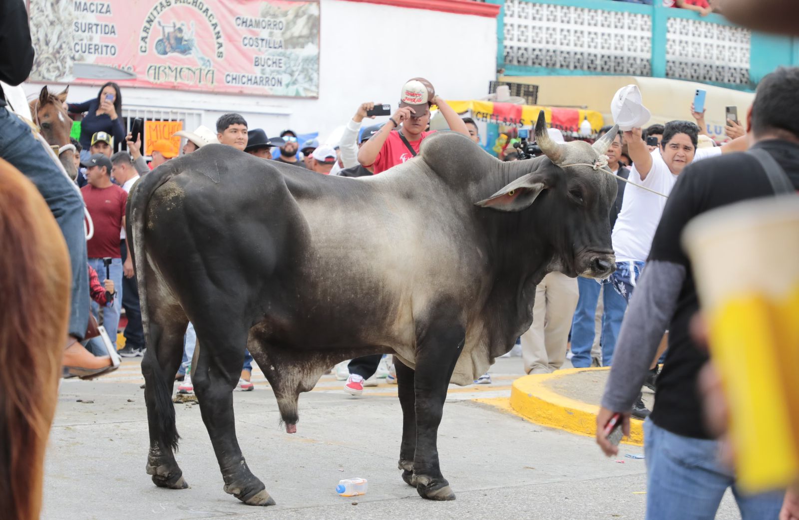 Toros Tlacotalpan