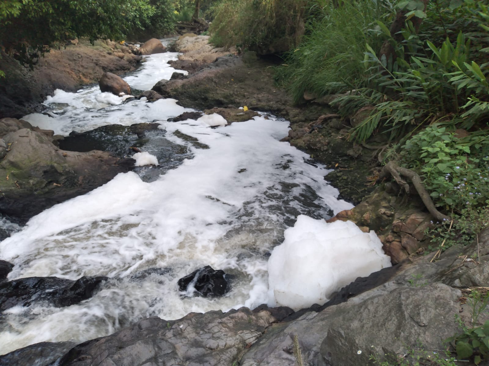Ingenios y Granjas Carroll contaminan en Veracruz WhatsApp Image 2025-02-07 at 9.22.45 AM