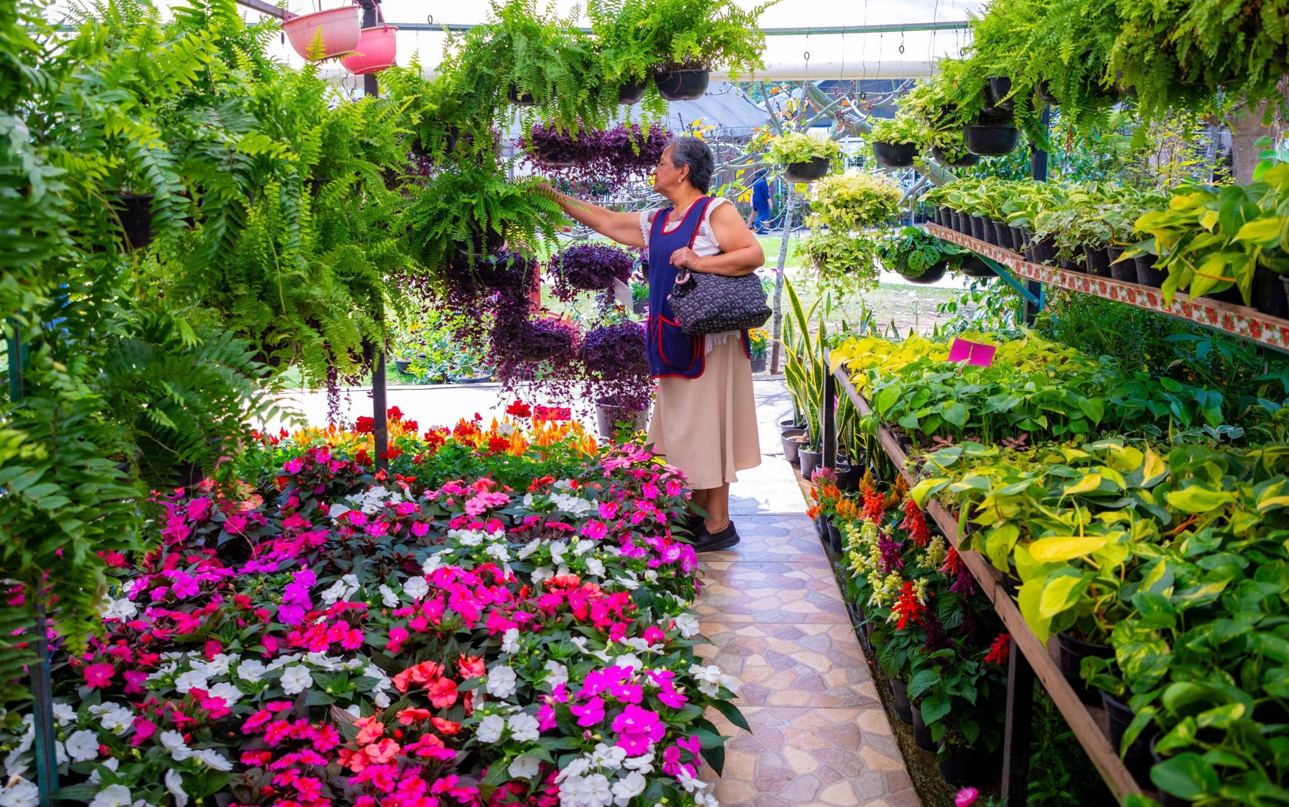 Con “Flores con Amor” celebra Ayuntamiento el 14 de febrero invernadero-flores