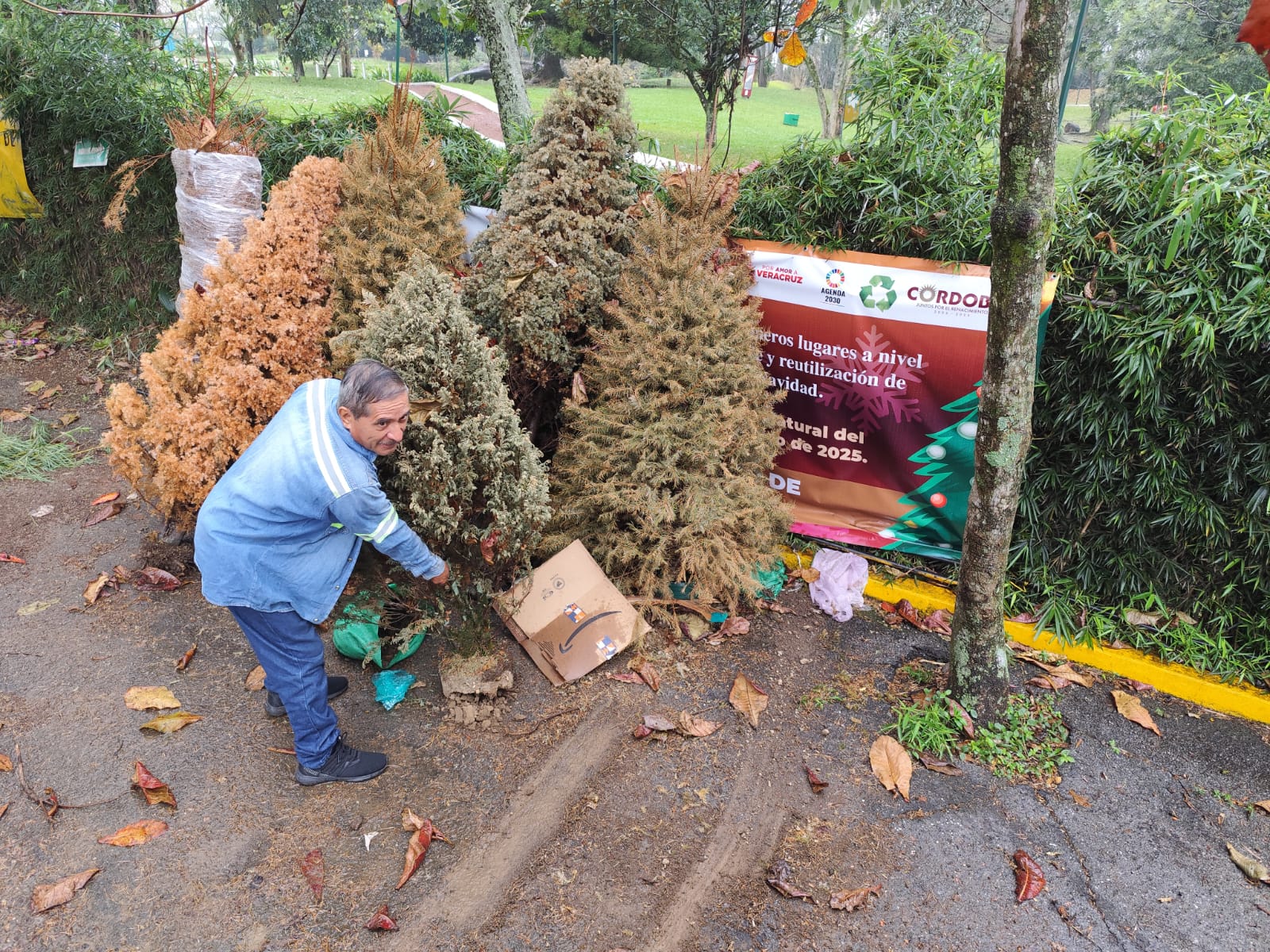 Ecología sigue recibiendo arbolitos navideños en la Campaña Eco Navidad Eco Navidad