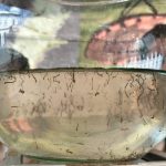 Exhorta Salud Municipal reforzar acciones preventivas para el mosco del dengue