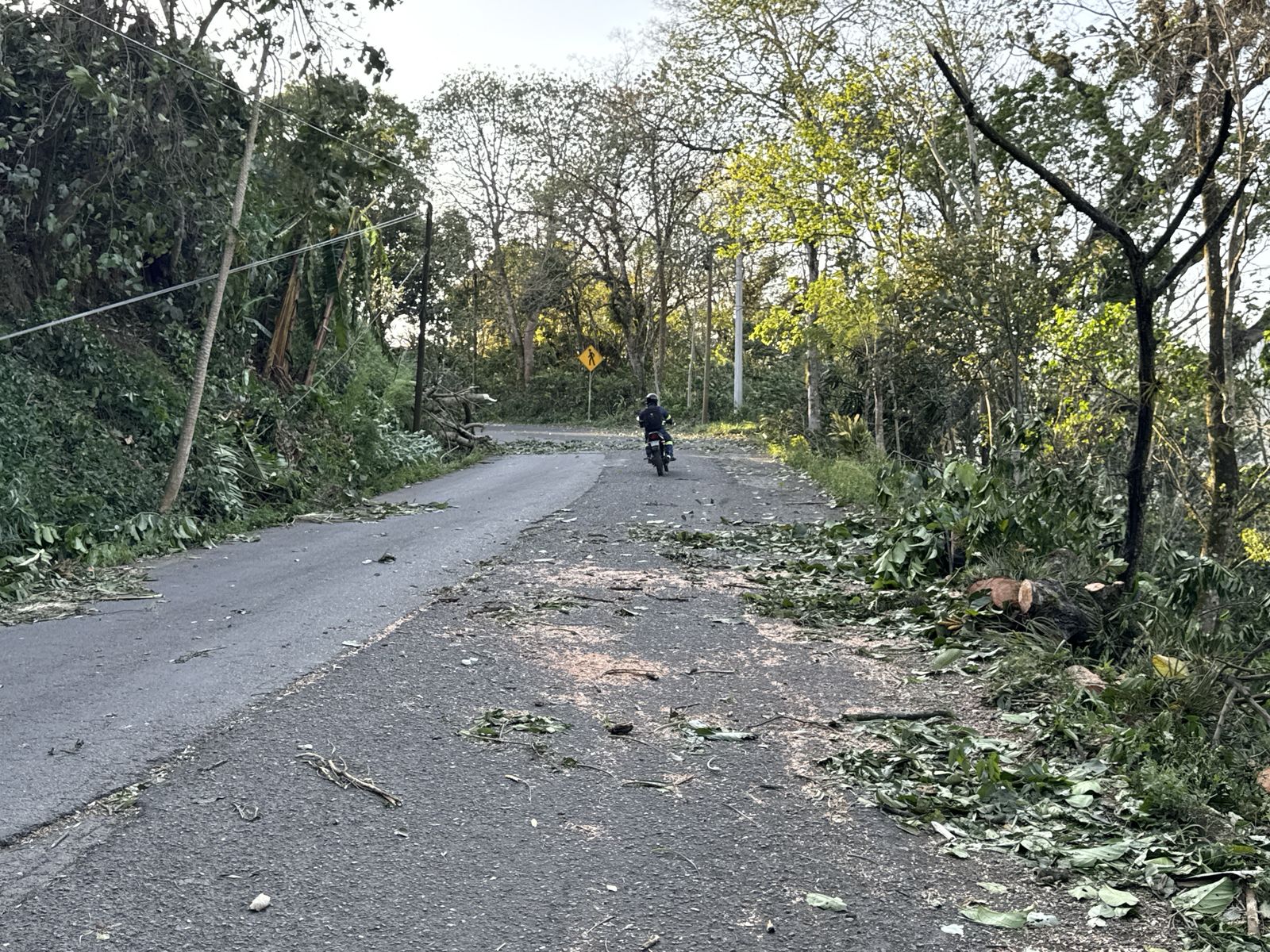 Continúa UMPC supervisión ante Surada; reportan solo 2 árboles caídos, hasta el momento surada