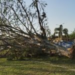 árbol caído-surada